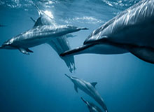 开云体育下载-林良锋：防线的坑终于堵上 曼联再胜巴黎有三件宝